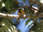 CostaRica06 - 081 * Collared Redstart